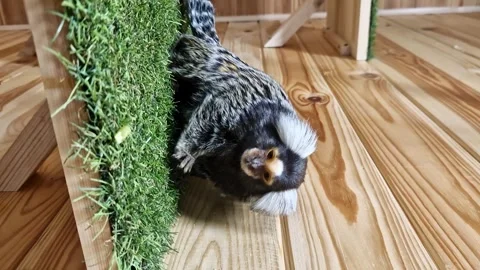 Monkey in a petting zoo. Callithrix jacchus Stock Footage 296994782