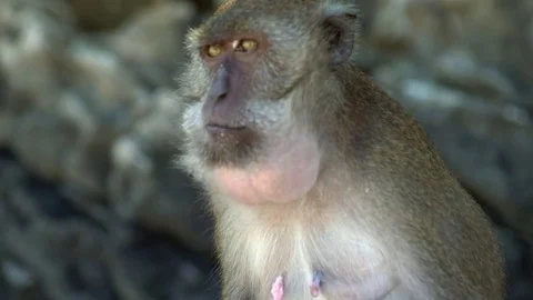 Monkey On Phi Phi Island Beach In Thailand Stock-Footage 77663456