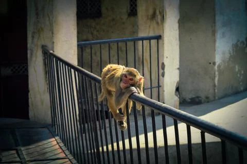Monkey with a philosopher clever eye rests on the fence of the temple in Indi Foto stock