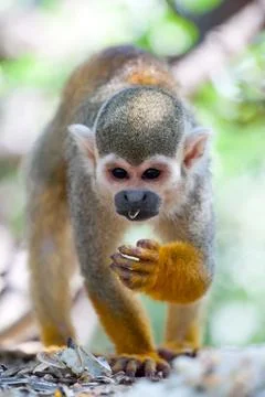 Monkey Stock Photos