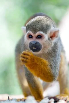Monkey Stock Photos