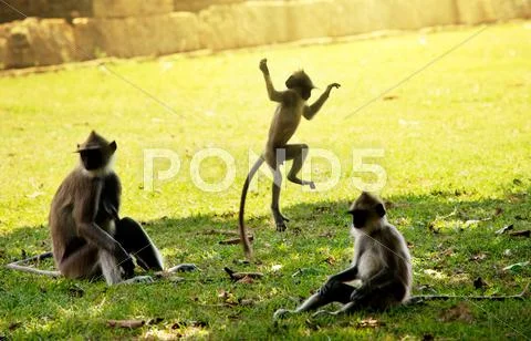 Monkey Stock Photos