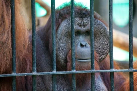 A monkey Stock Photos