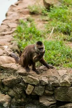 Monkey Stock Photos