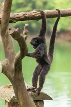 Monkey Stock Photos