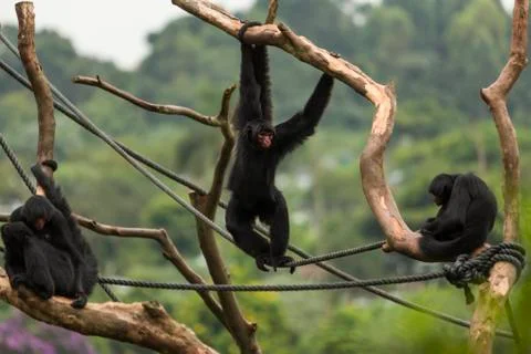 Monkey Stock Photos
