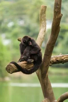Monkey Stock Photos