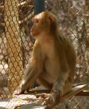 Monkey. Stock Photos