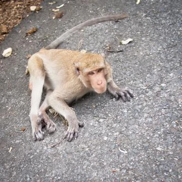 Monkey Photos
