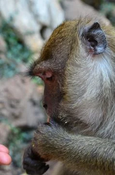 Monkey Stock Photos