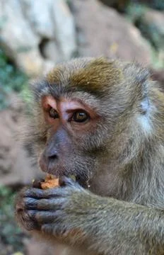 Monkey Stock Photos