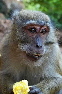 Monkey Stock Photos