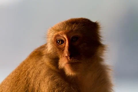 Monkey Foto stock
