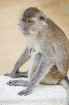 Monkey Stock Photos