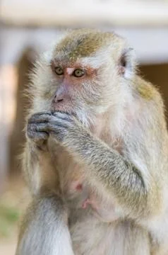 Monkey Stock Photos