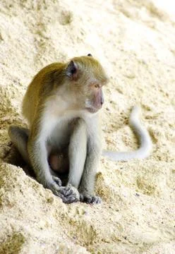 Monkey Stock Photos