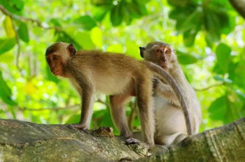 Monkey Stock Photos