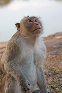 Monkey Stock Photos