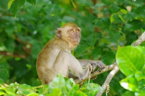 Monkey Stock Photos
