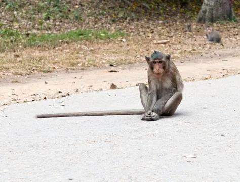 Monkey Foto stock