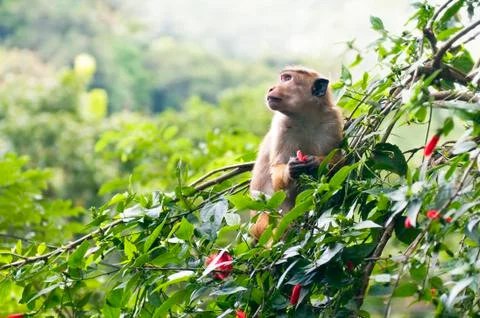 Monkey Stock Photos