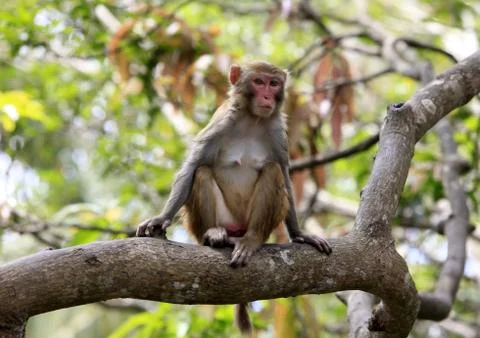 Monkey Stock Photos