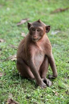 Monkey Stock Photos