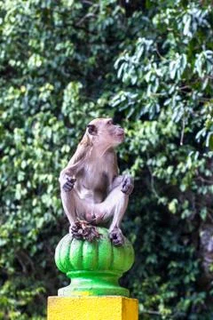 Monkey Foto stock