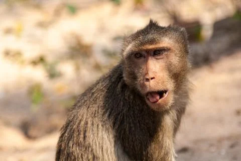 Monkey Stock Photos
