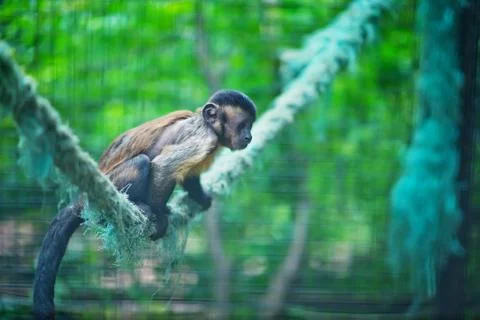 Monkey Stock Photos