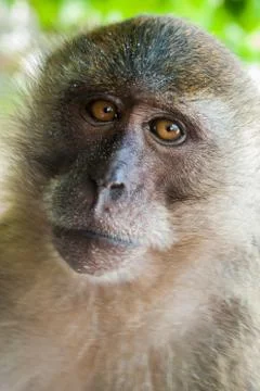Monkey Stock Photos