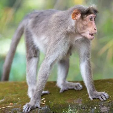 A monkey Stock Photos