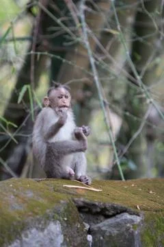 A monkey Stock Photos
