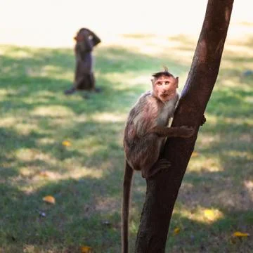 Monkey Stock Photos