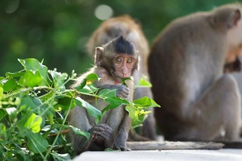 Monkey Stock Photos