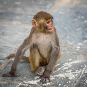Monkey Stock Photos