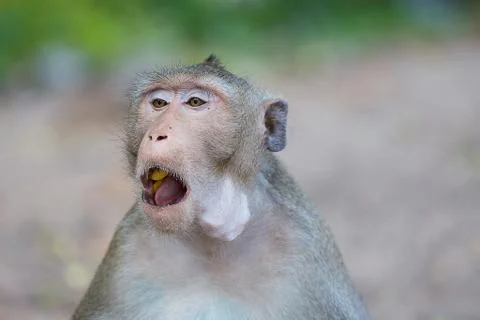 Monkey. Stock Photos