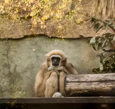A monkey Stock Photos