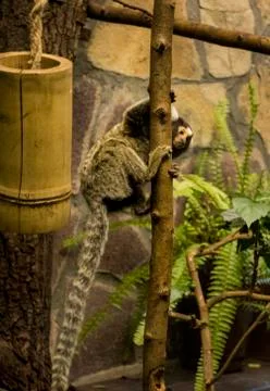A monkey Foto stock