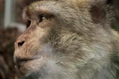 A monkey Stock Photos