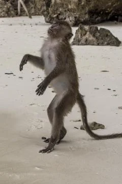 Monkey Stock Photos