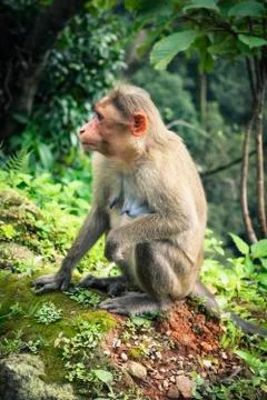 Monkey Stock Photos