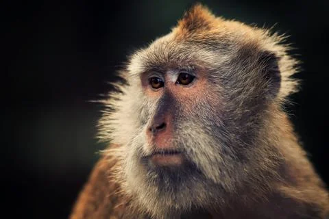 Monkey Stock Photos