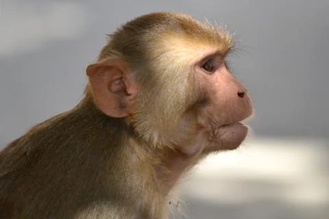 Monkey Stock-Fotos