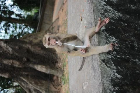 Monkey  Stock Photos