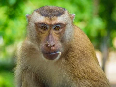 Monkey Stock Photos