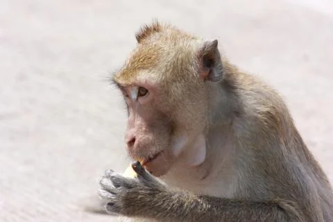 Monkey Stock Photos