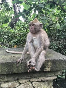A Monkey Stock Photos