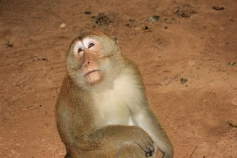 Monkey Stock Photos