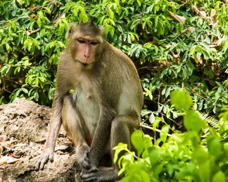Monkey Stock Photos